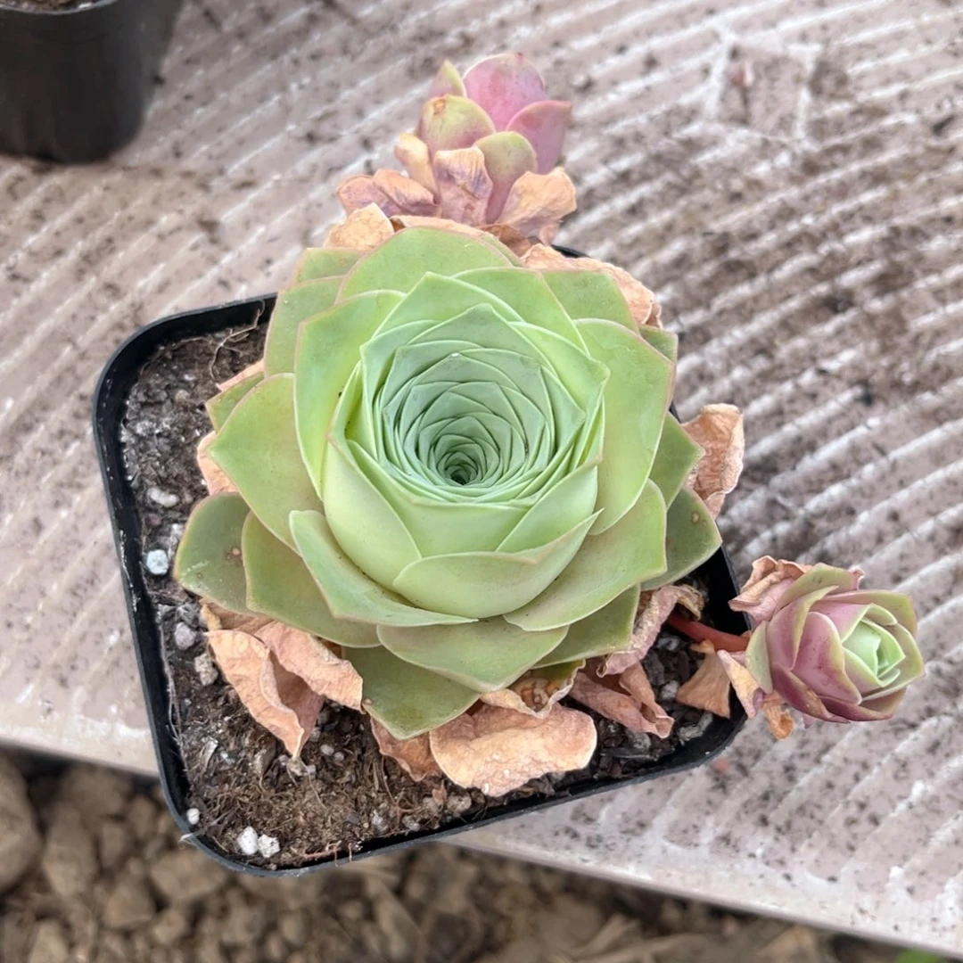裸根脱土一物一拍A091