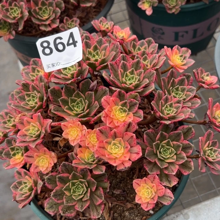 864甜茶20厘米左右
