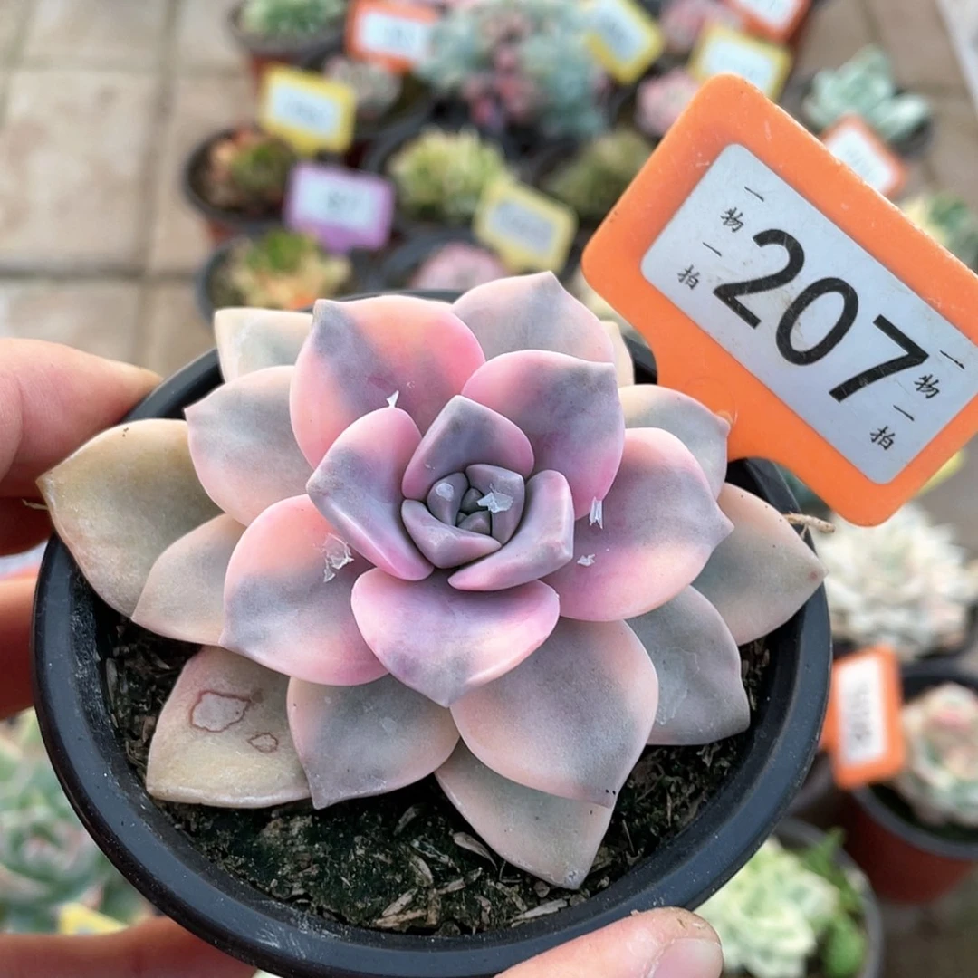 【闪购商品】207号