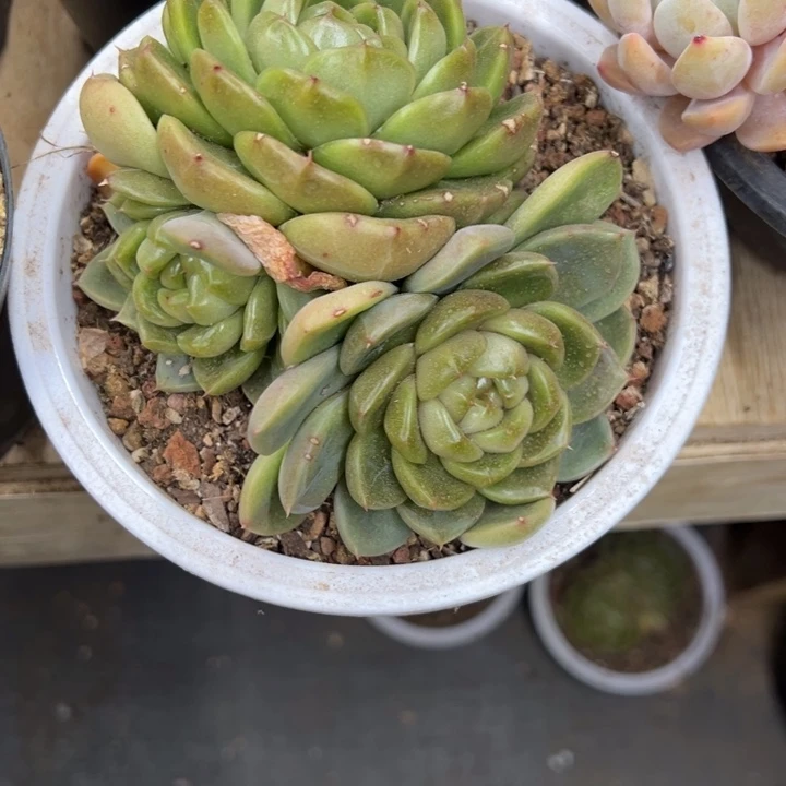 皮埃拉 群生 夏鸣园艺