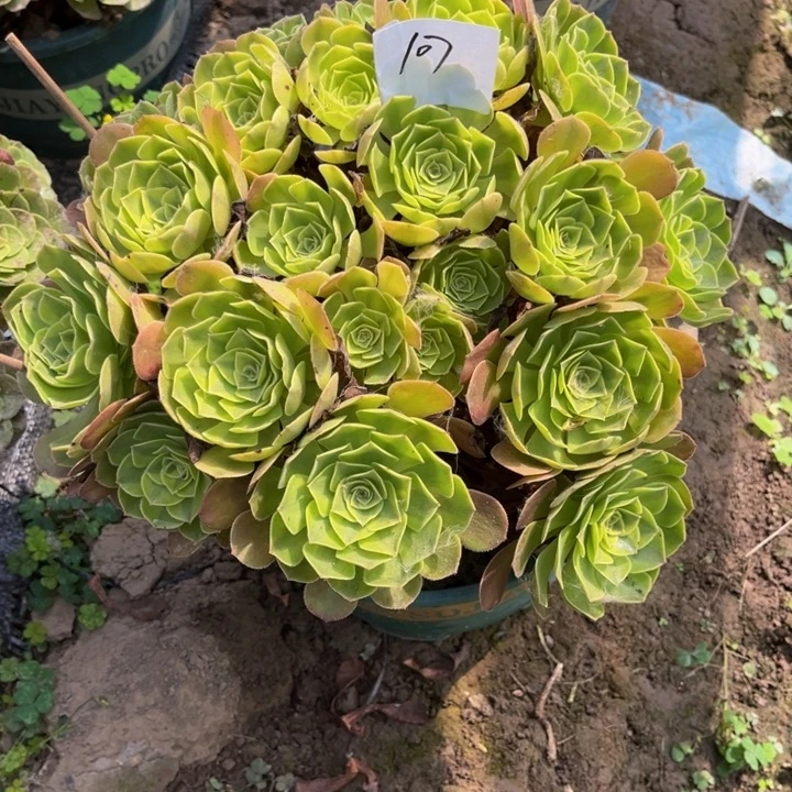 莽***儿107多肉植物老庄法师
