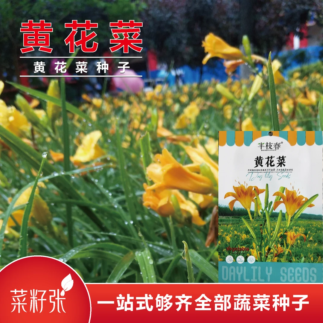 黄花菜种子多年生草本植物