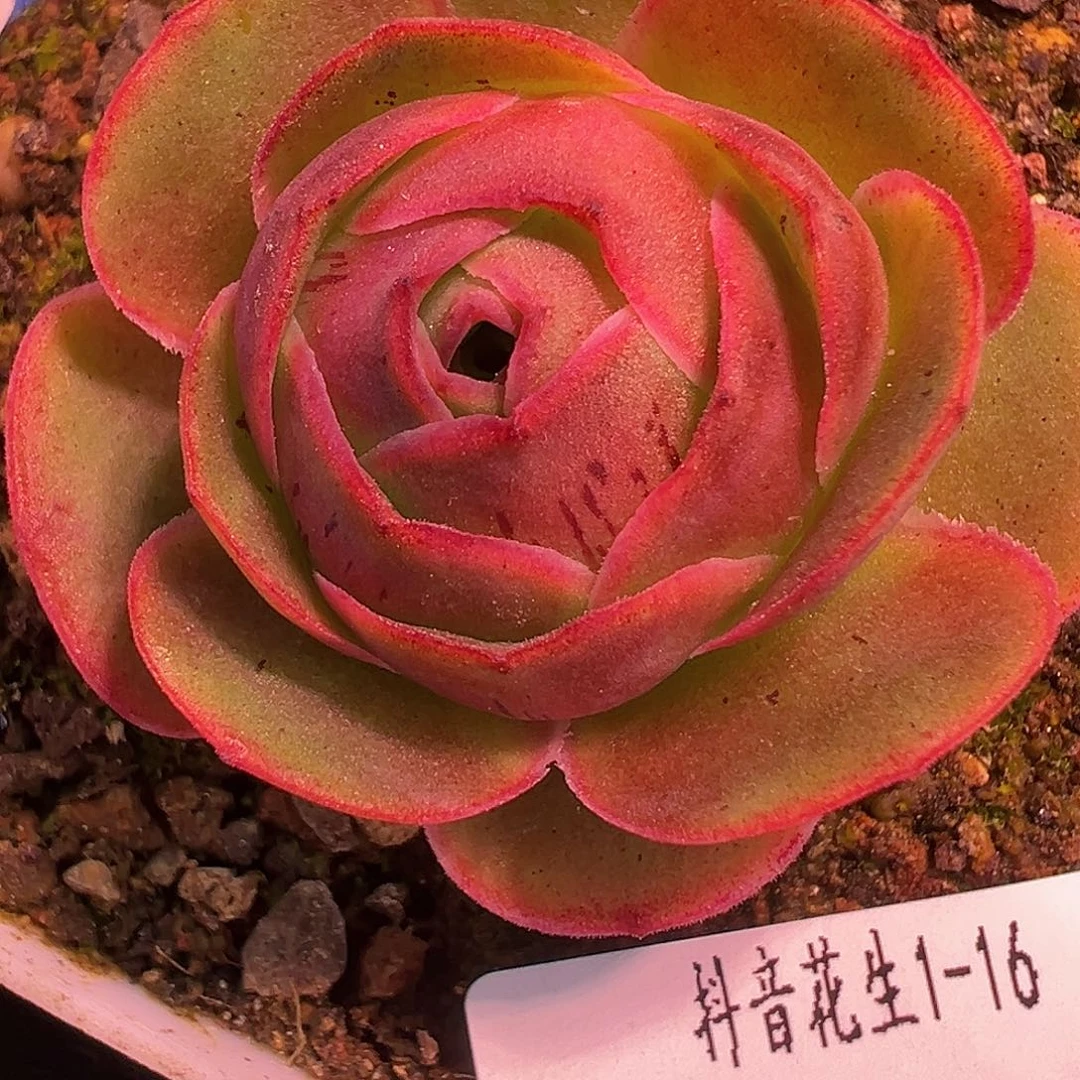 花生 至爱芳华 009