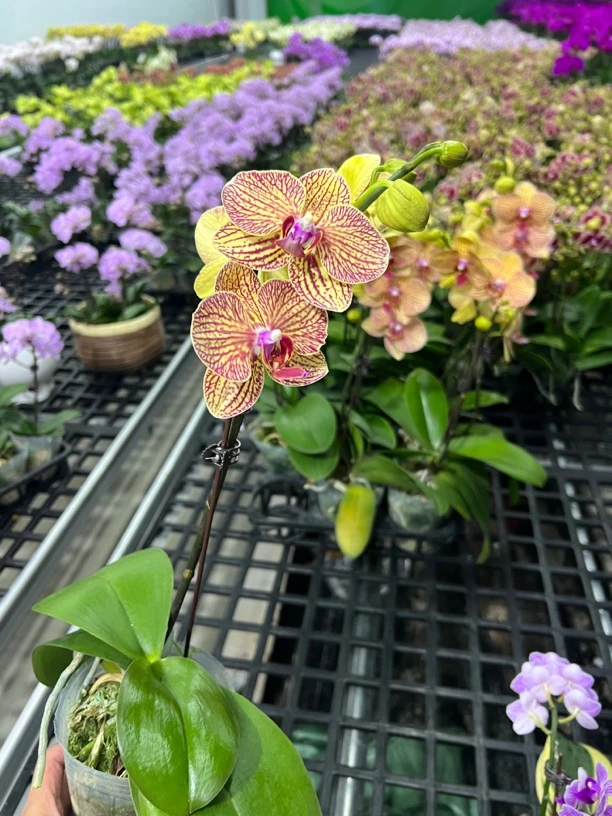 富豪优选（黄金甲02）蝴蝶兰花期长好养护