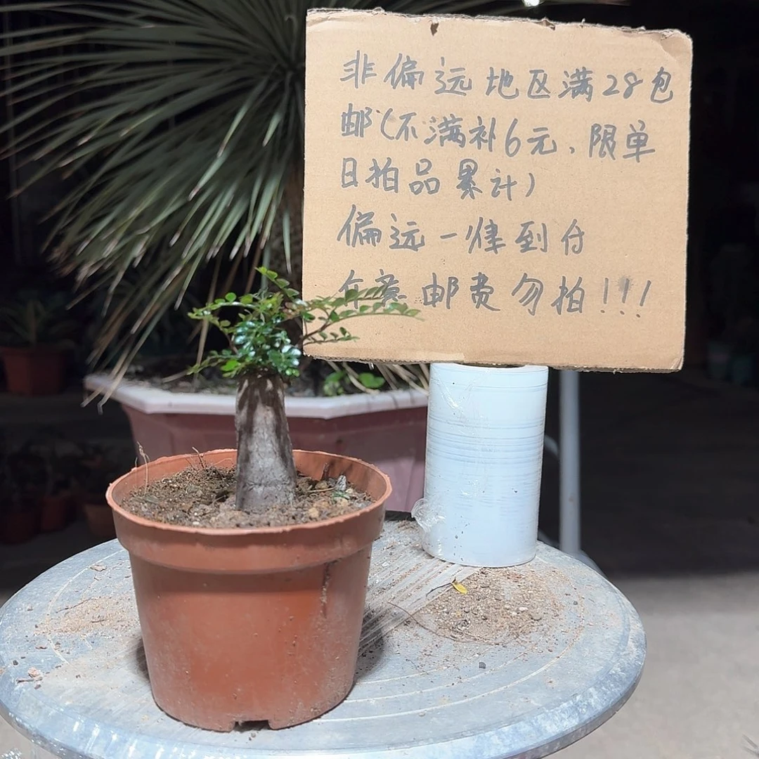 完全开放根插象足漆树
