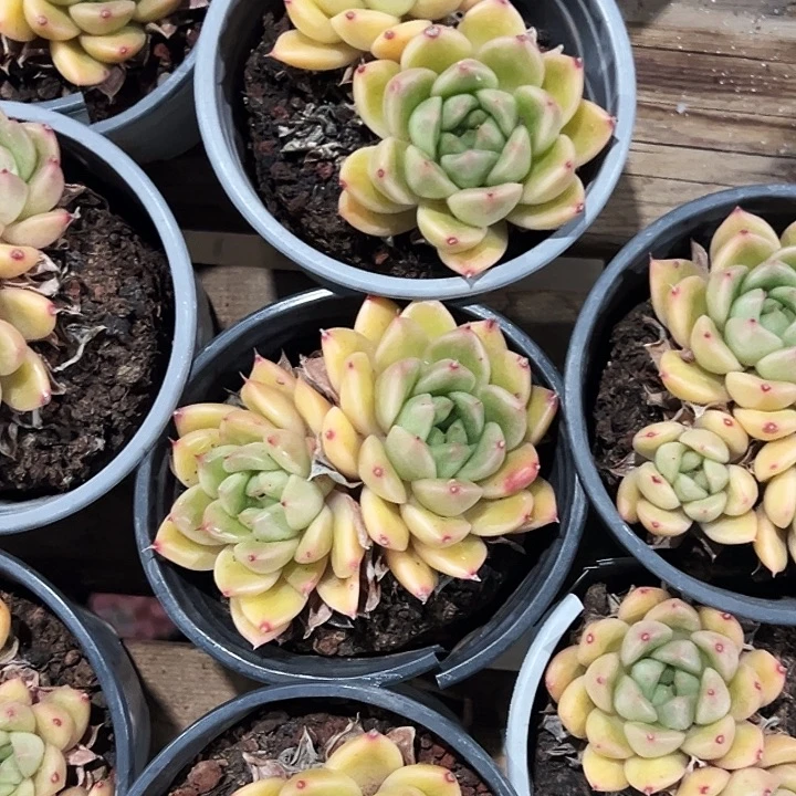 团088号。    双头春春珍妮