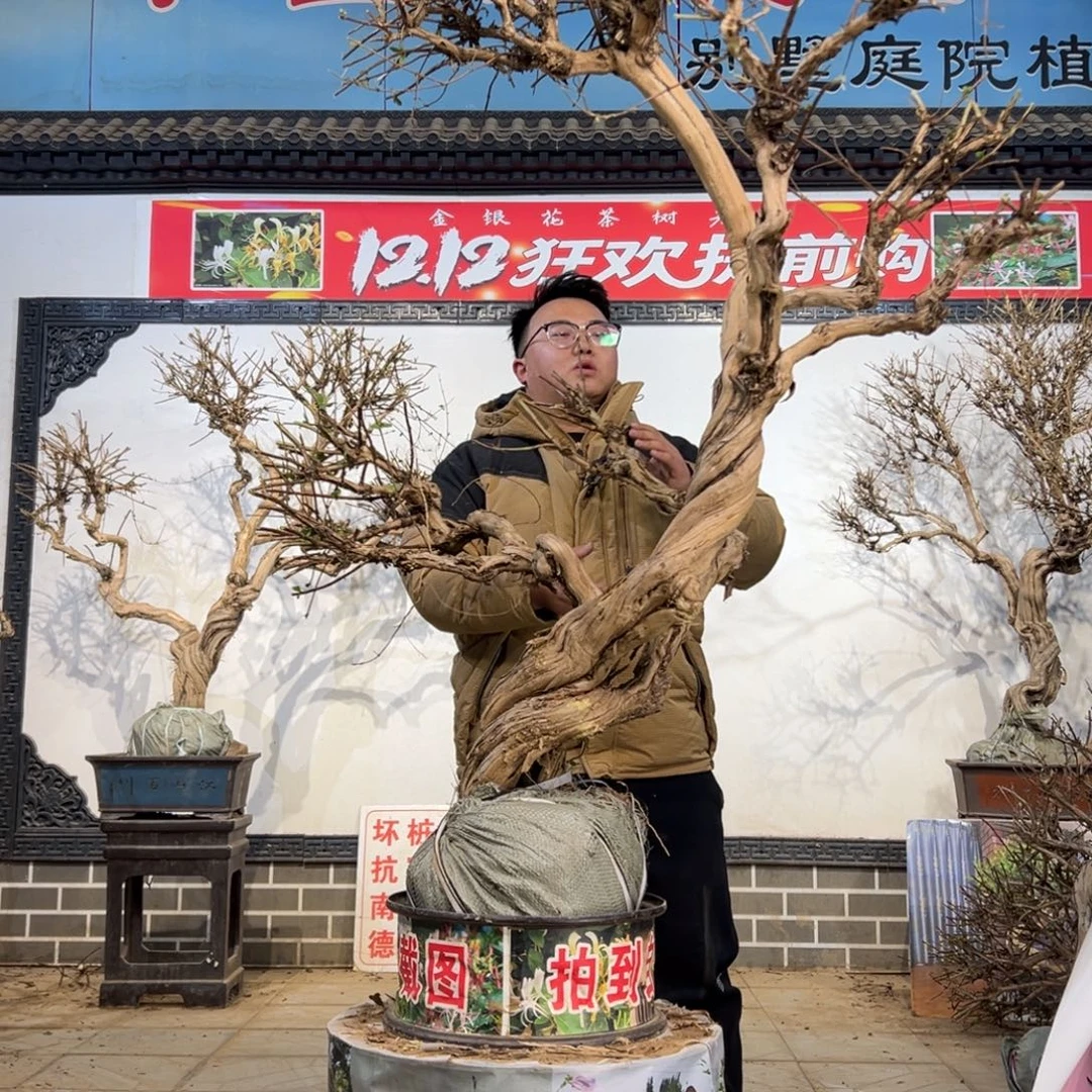 无花朵金银花5858888888855555