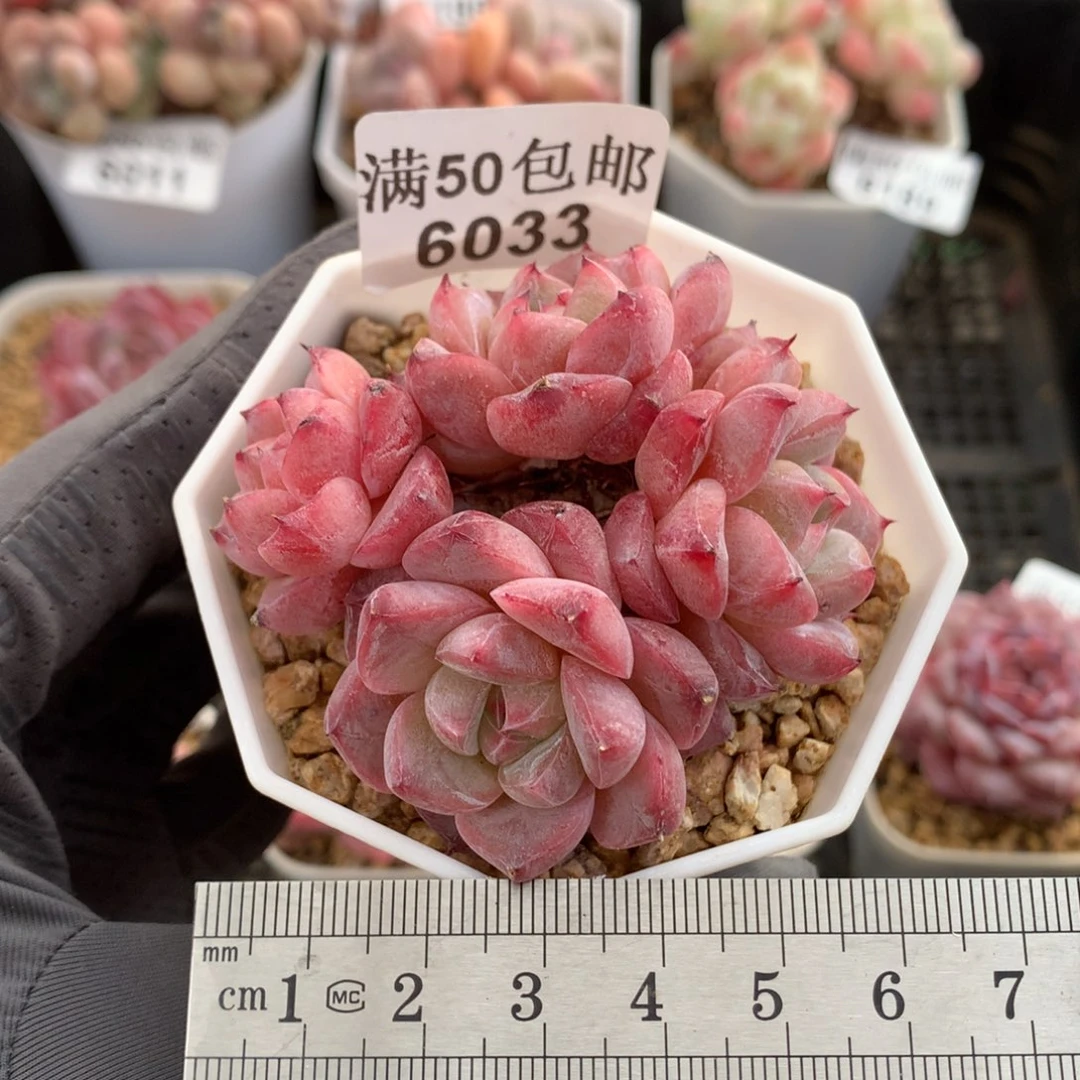 6033。阿尔巴佳人。