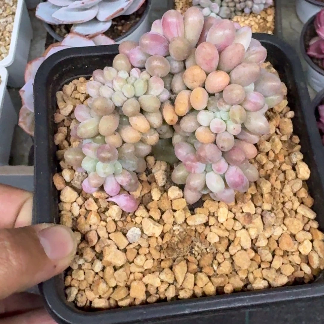 汤圆 缀化 一物一拍