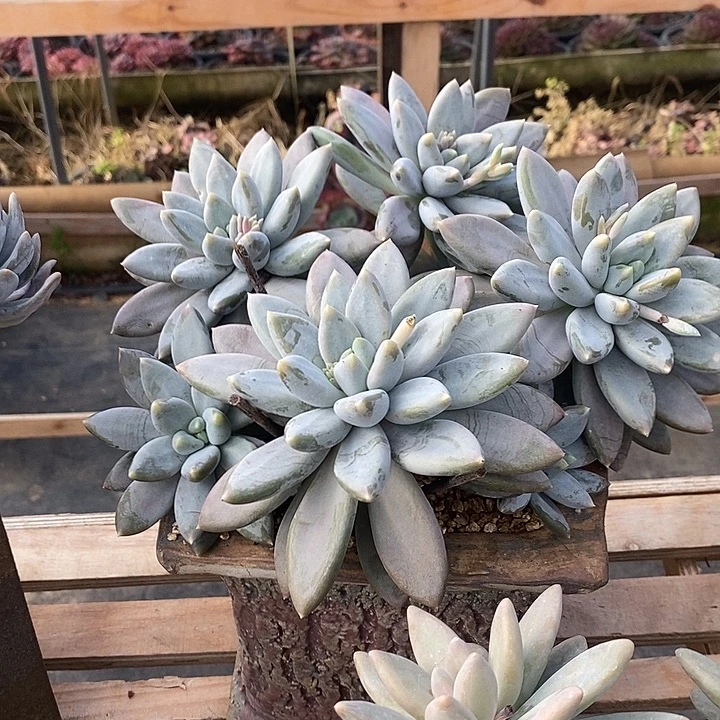 多肉植物肉肉植物