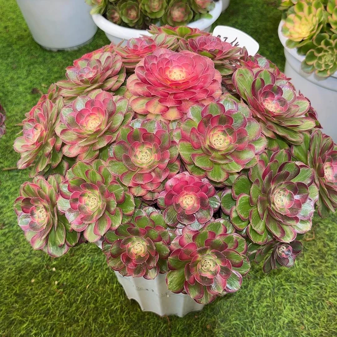 芒****000  寄养发货法师