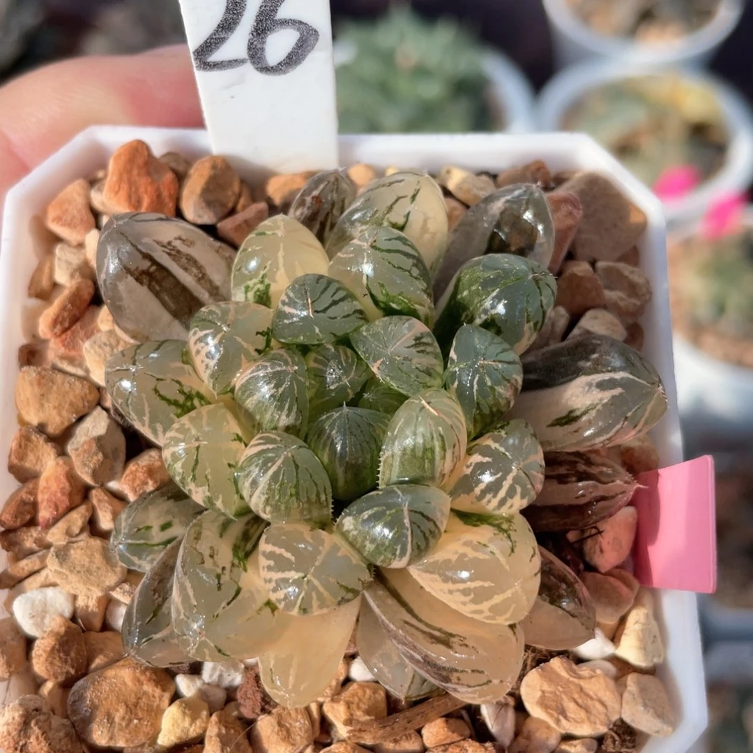 26塑料皮锦。