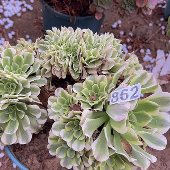 曾***娟多肉植物一个绿豆沙追