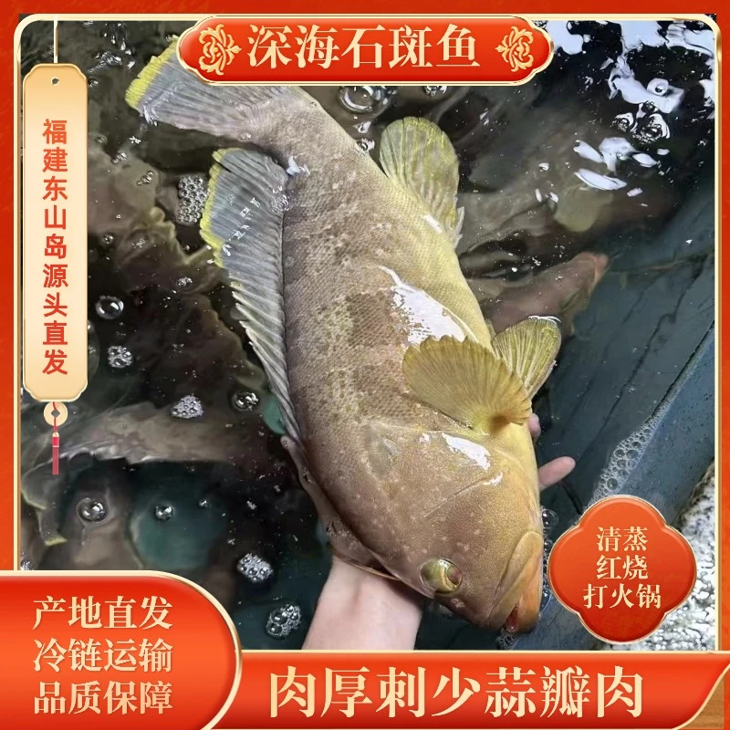 【海岛直发】深海石斑鱼东山岛深海野生海钓 石斑鱼肉厚味美