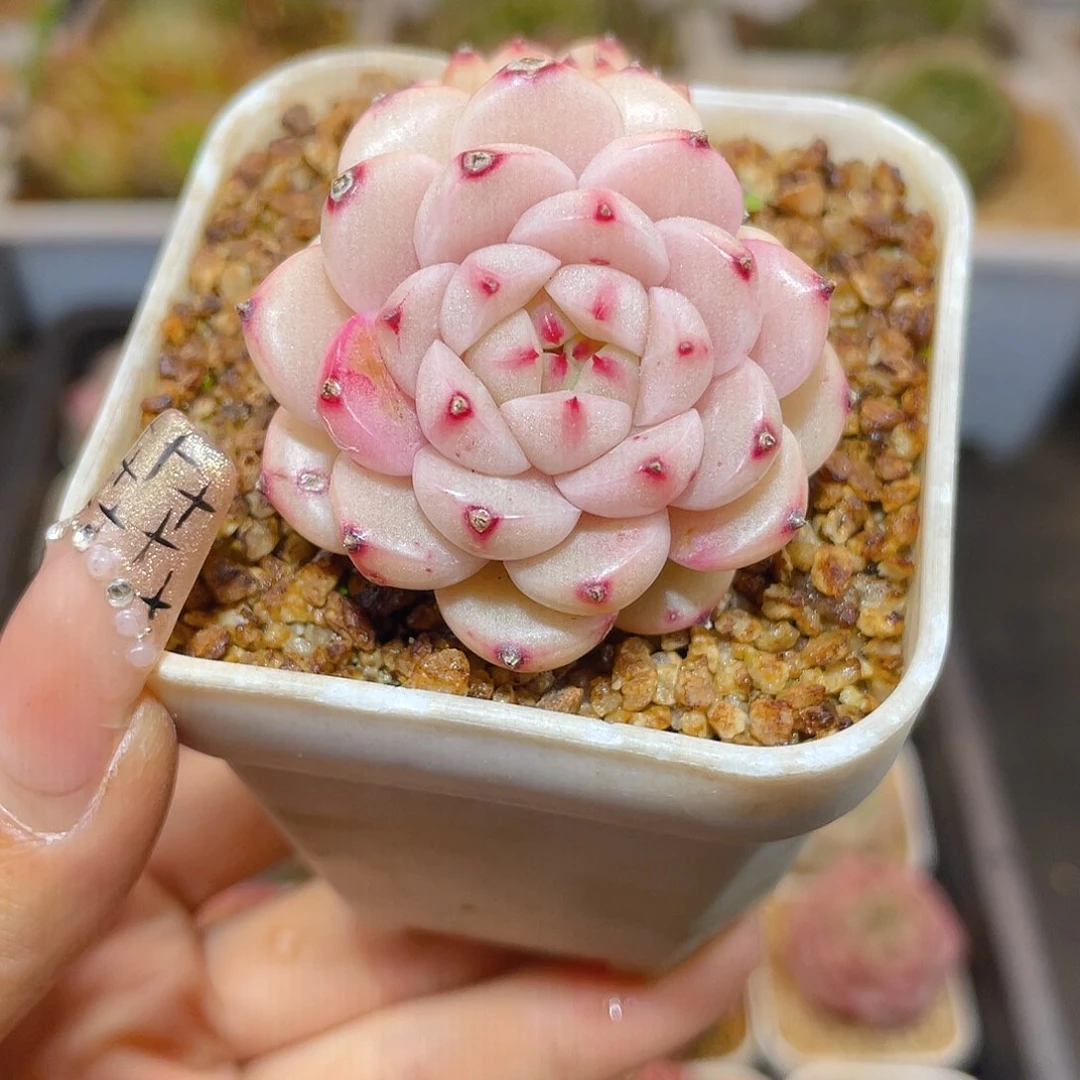 391y-11哈哈哈哈哈哈