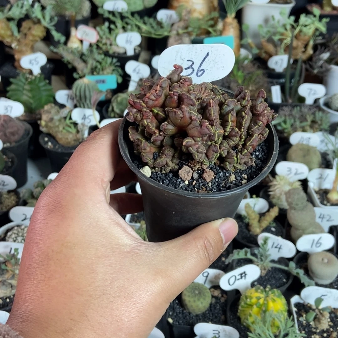 高砂石化一物一拍