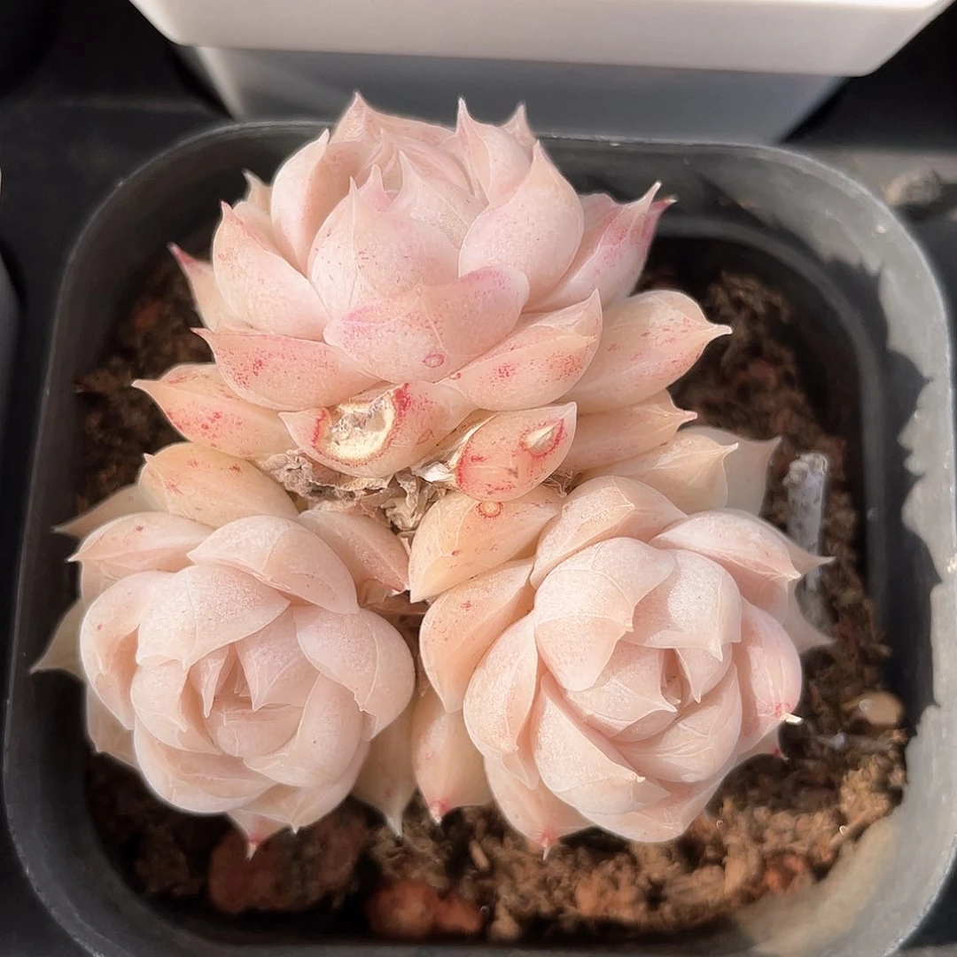 优选粉黛女王8218