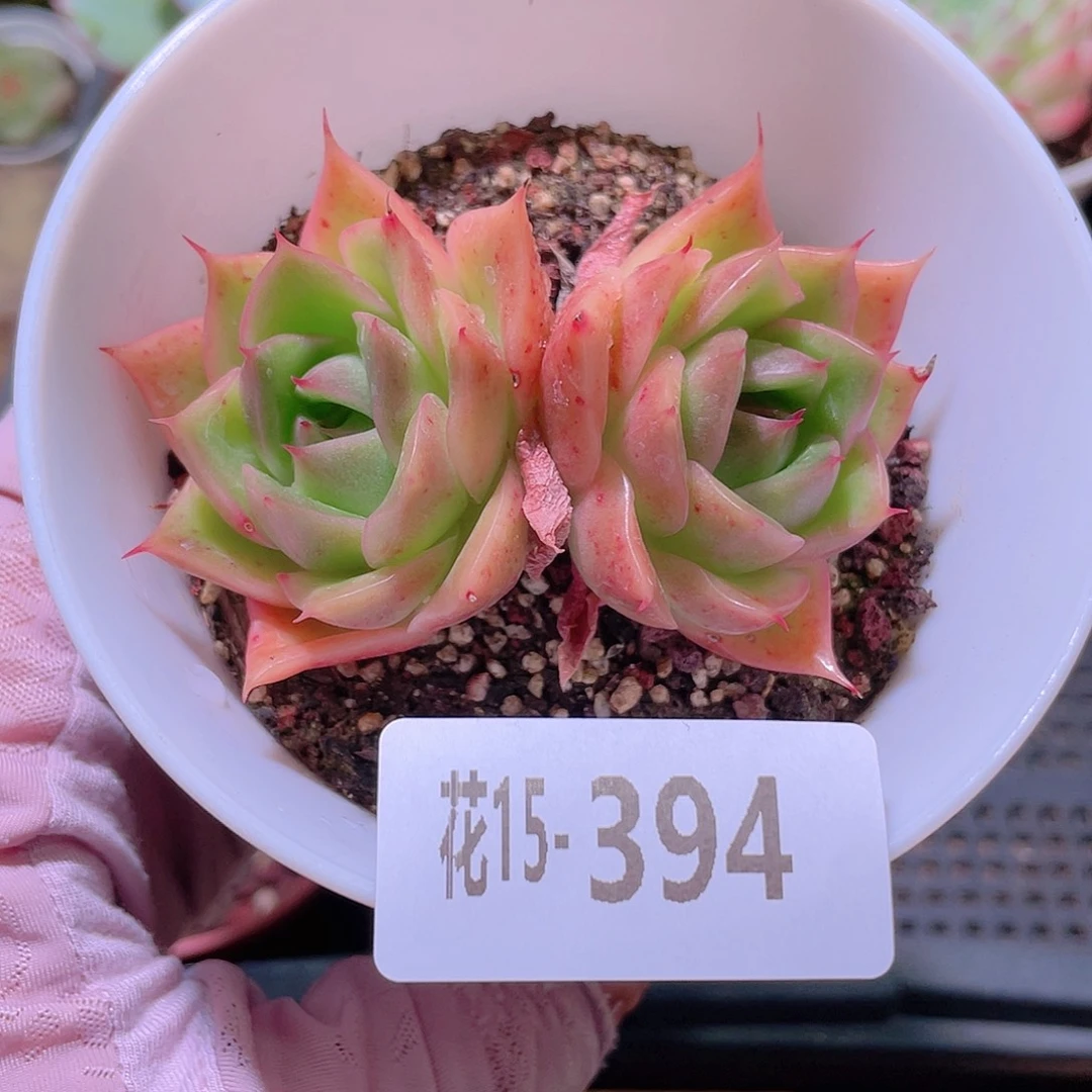 花利美15-394新品