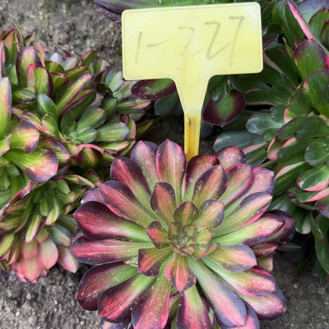 1-227+-+多头多肉植物