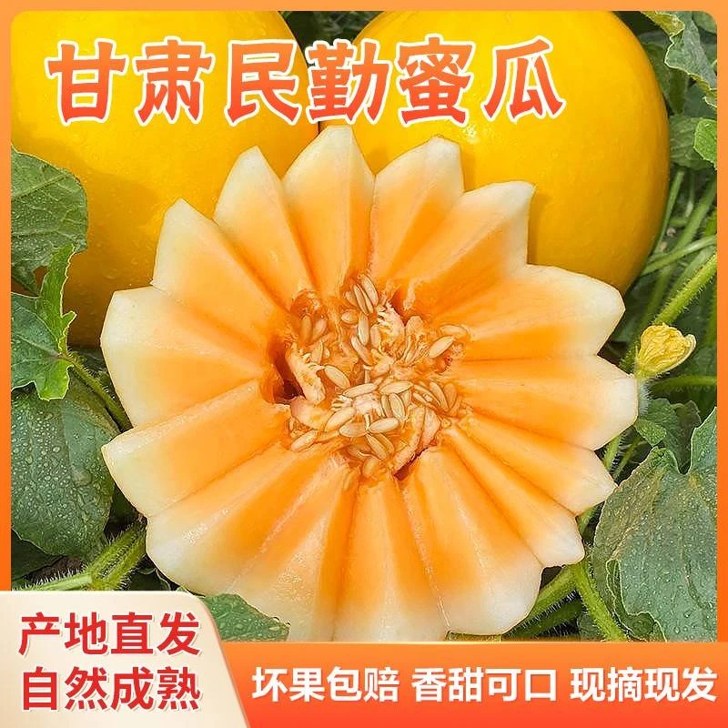 【脆甜多汁】正在甘肃沙漠民勤蜜瓜新鲜水果坏果包赔