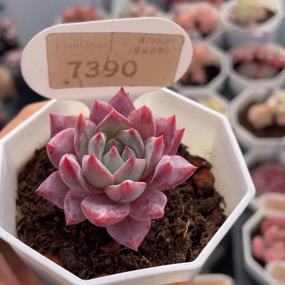 粉蓝鸟7390-4.5厘米