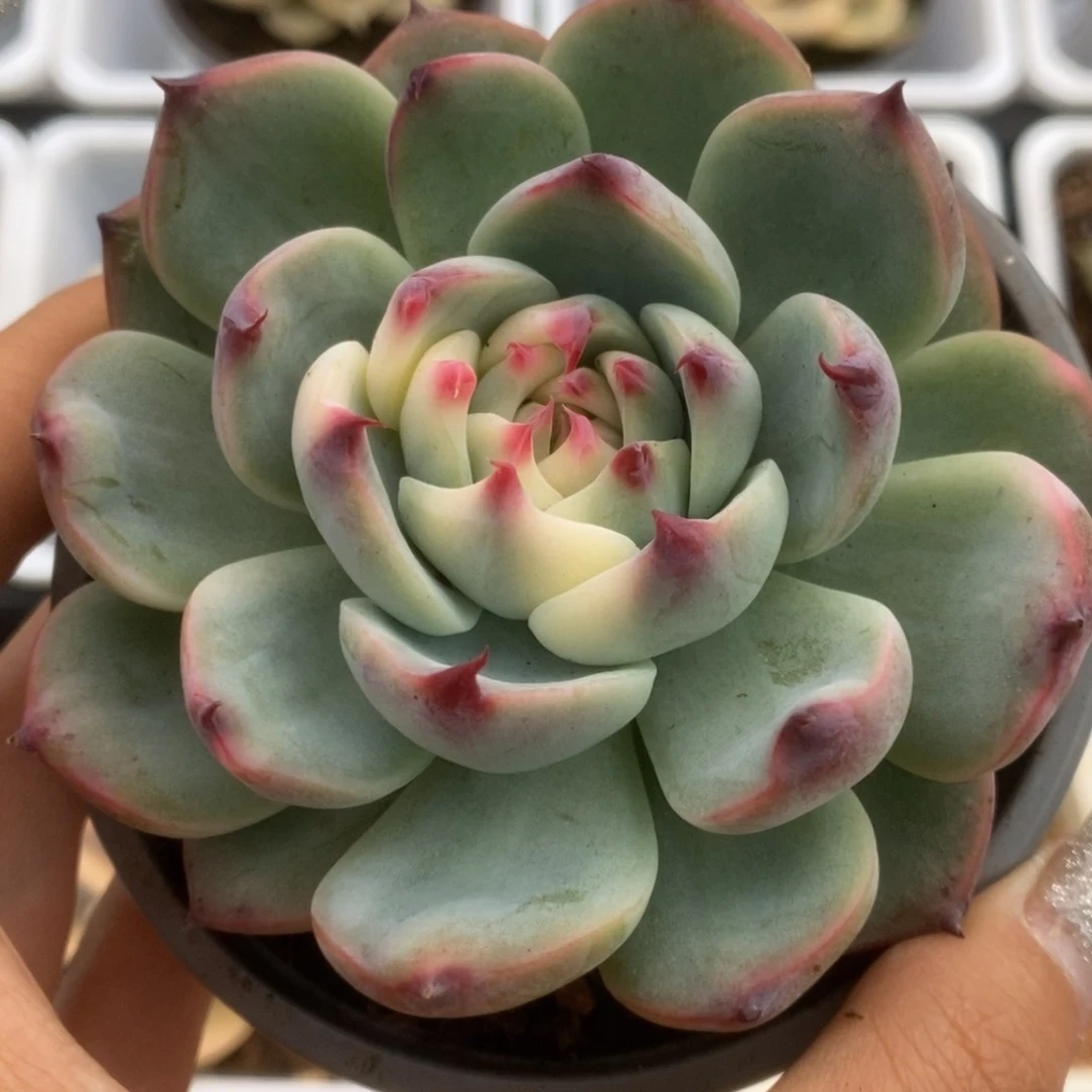 410锦锦锦锦锦锦锦锦
