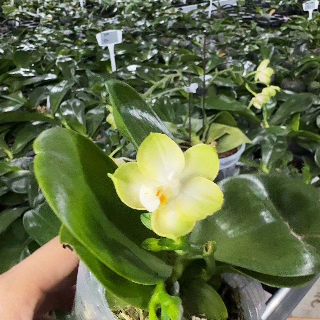 大部分花苞少量开放青宁 开花株2.5 节日福利