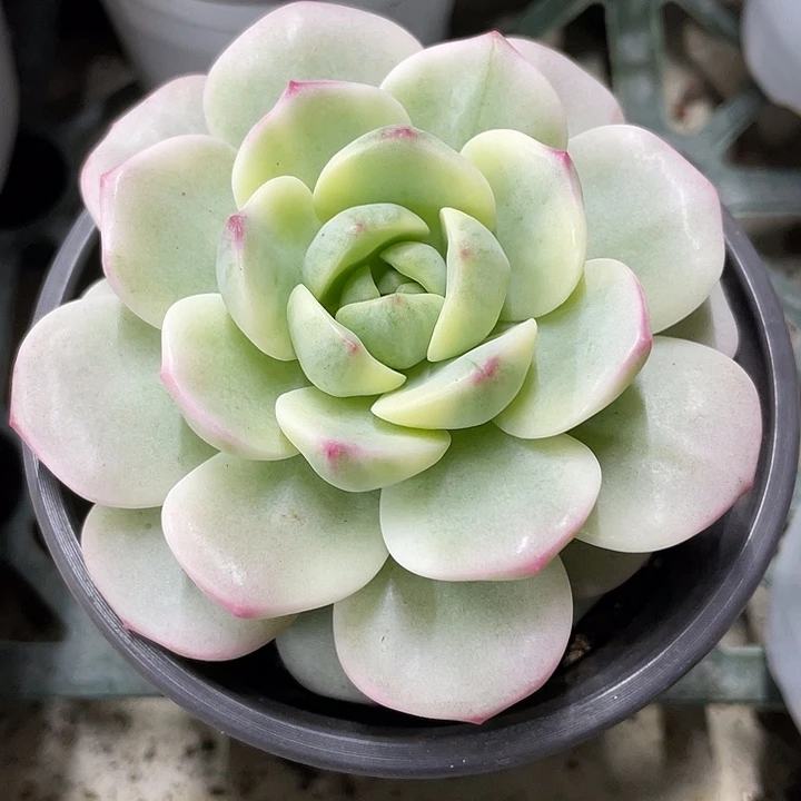 香草锦一物一拍锦龙