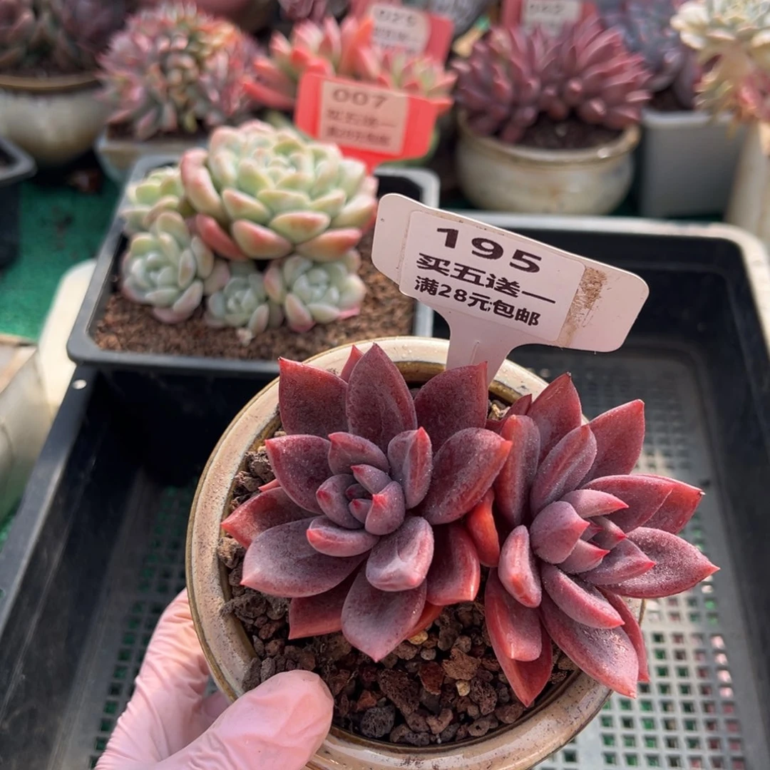 表妹精品多肉植物195.