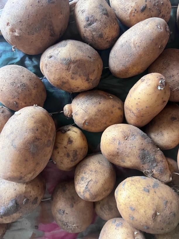 云南老品种土豆贵州种植黄心山地自然生长