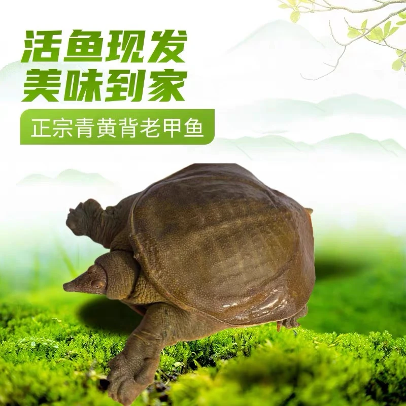 【两只共5斤微瑕福利款】外塘生态甲鱼团鱼水鱼