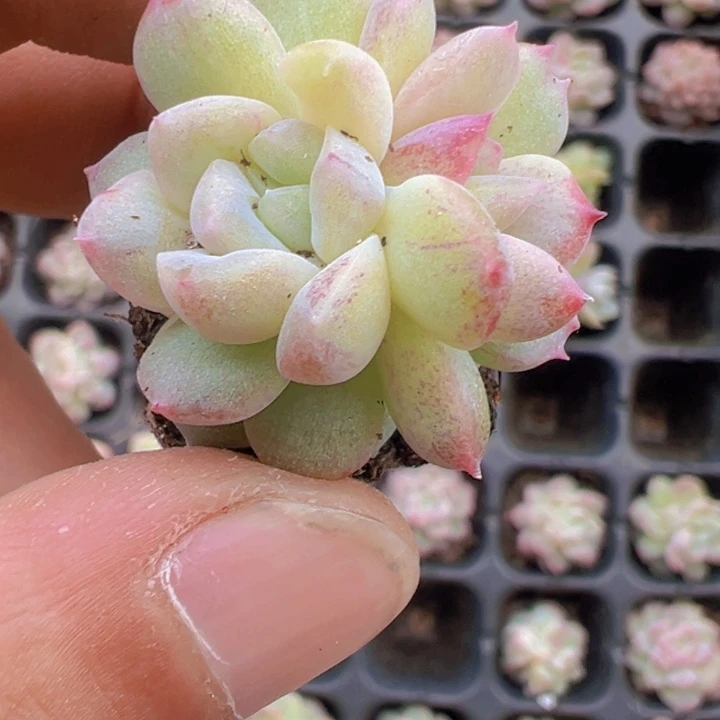 景中玉精品多肉植物