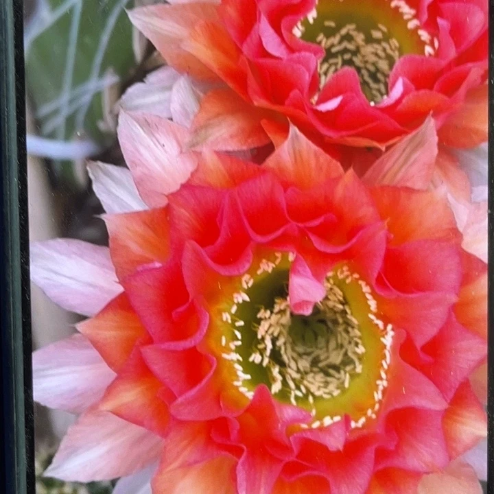 cc240侧芽歪4公分以上满18包邮