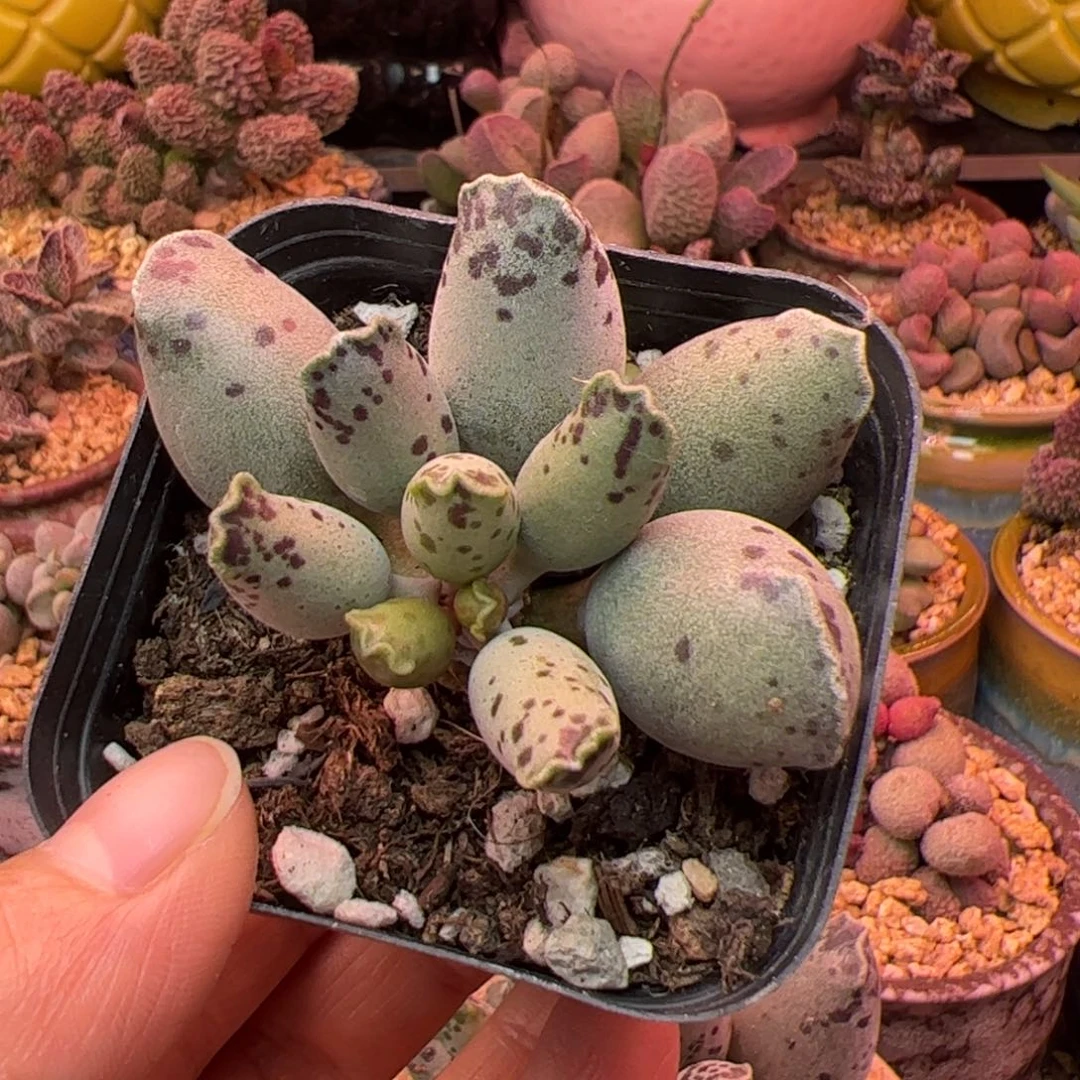 小***️紫海豹。