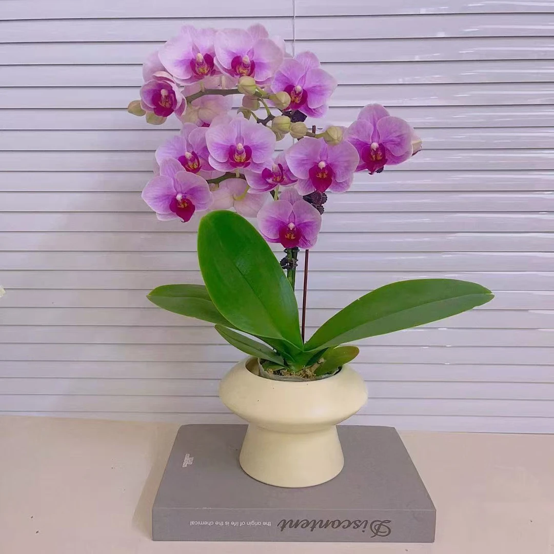 蝴蝶兰（宝贝）年宵花名贵品种 带花  好养耐养带花