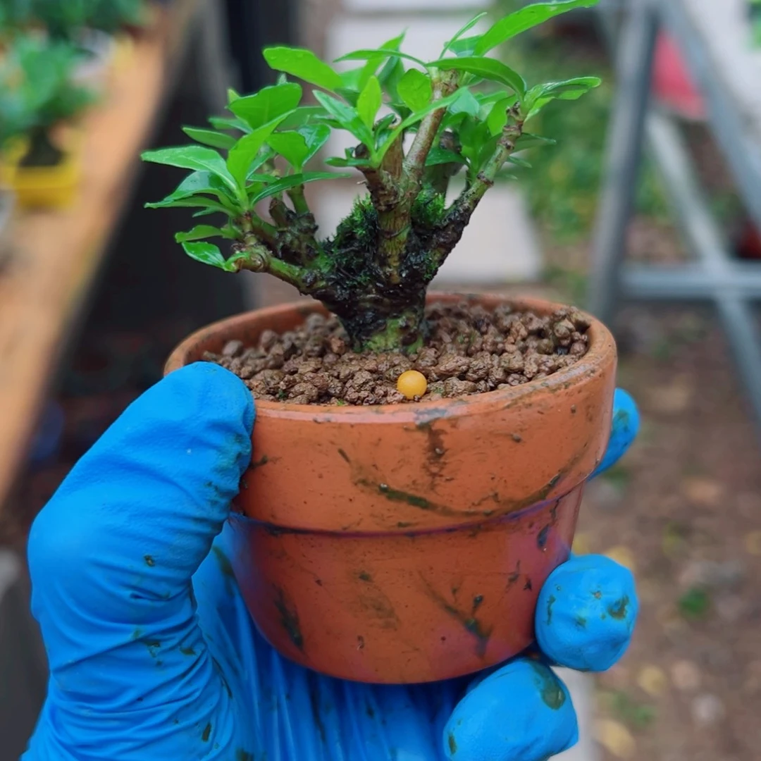 茶台摆放小品栀子花
