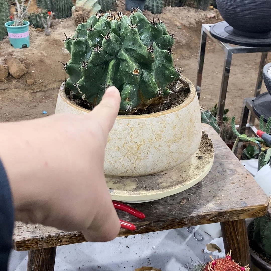 3号巨雎鸠玉一个。