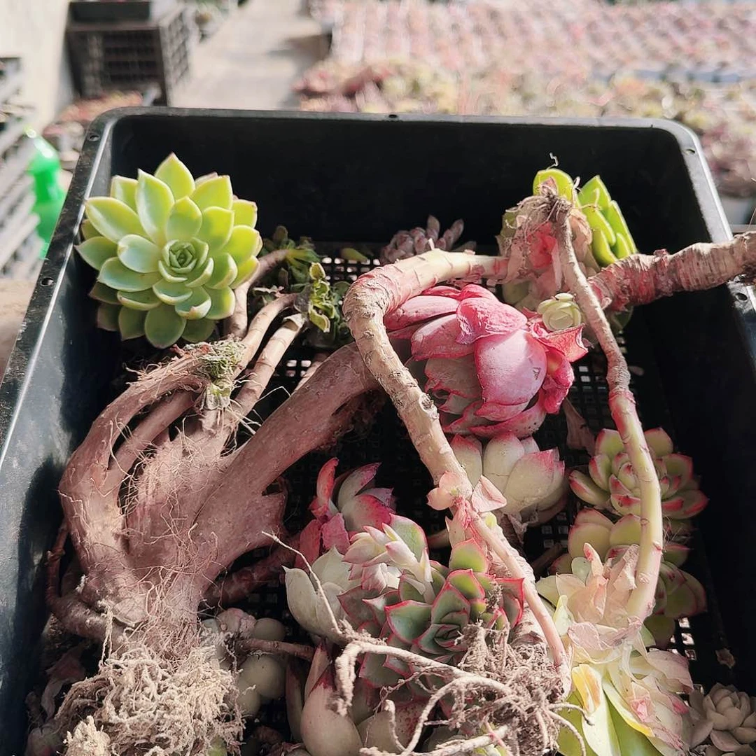 满20包邮零下拍保温箱9号无售后