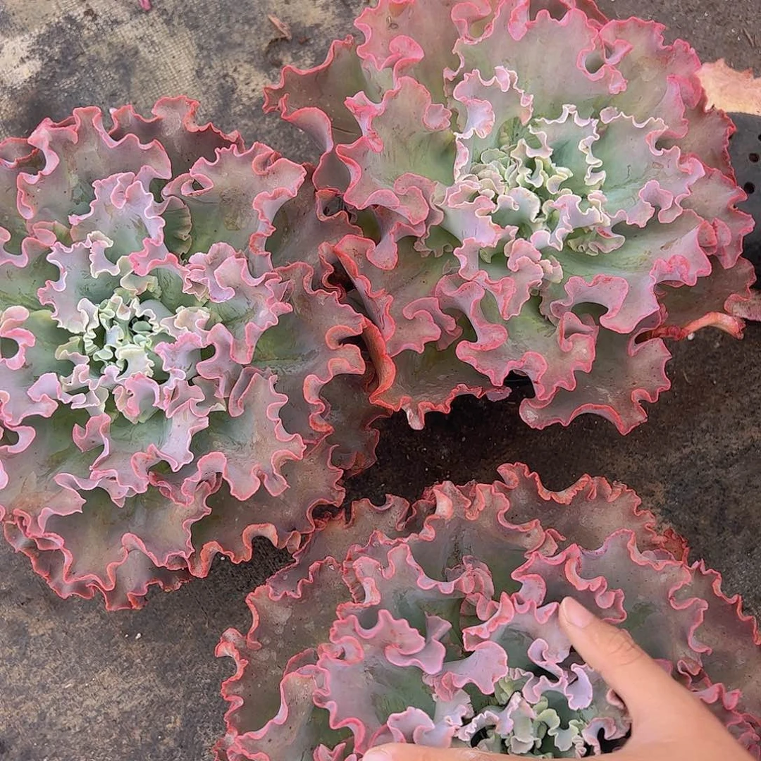 大单头高莎之翁一盆