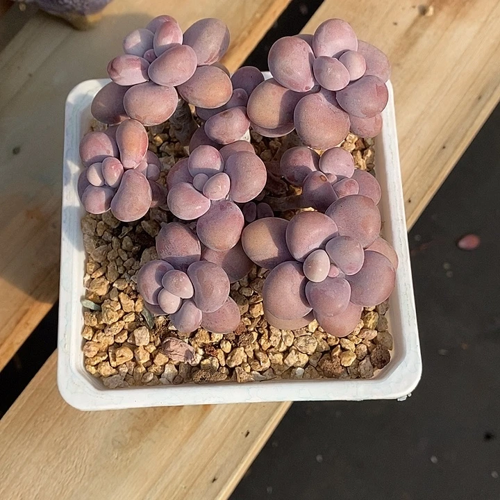 啦啦啦咯摸摸聊几句我