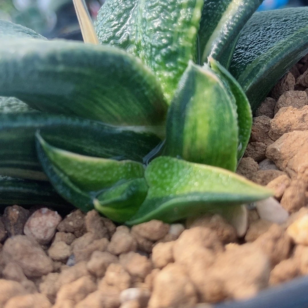 缥*111111卧牛转配土发货