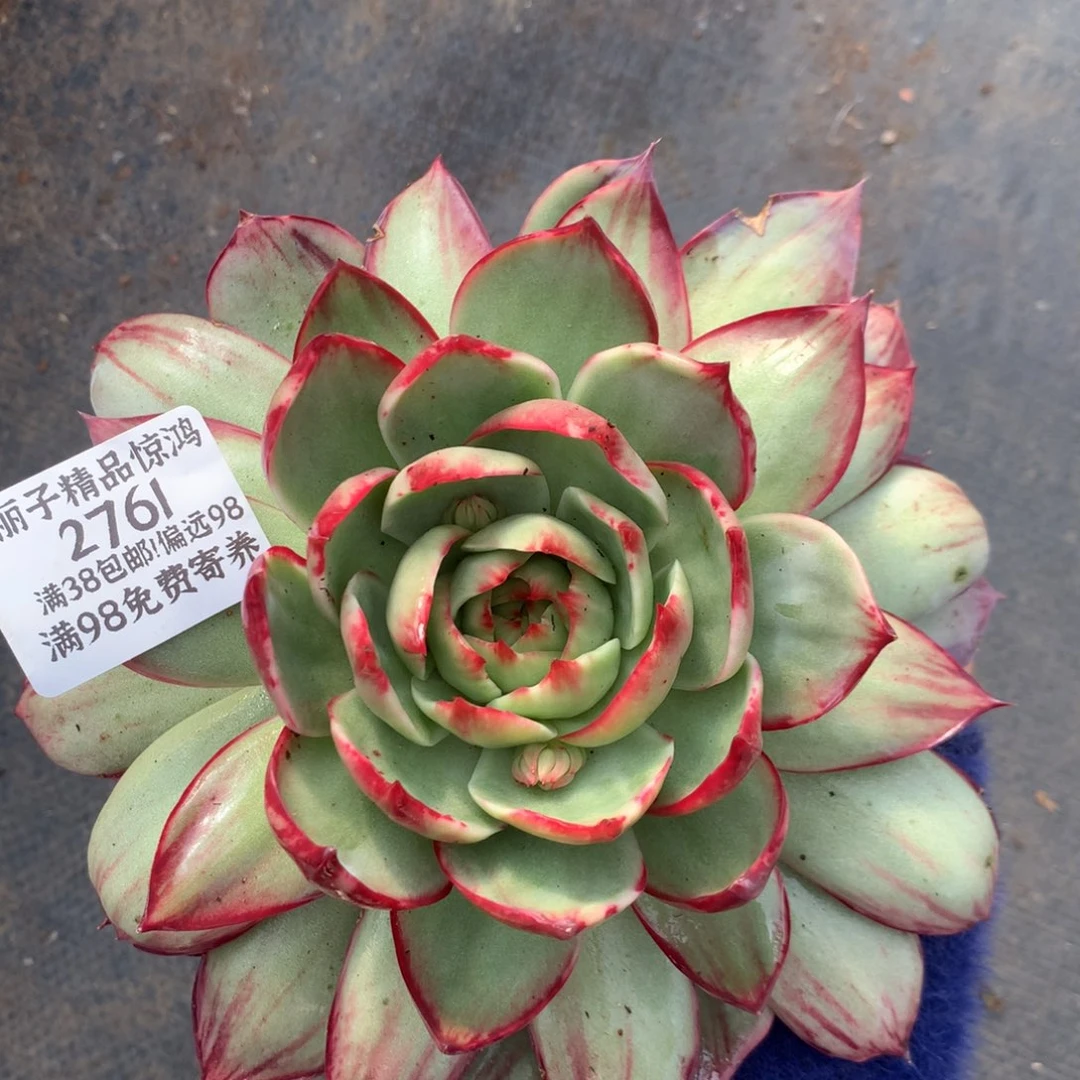 2761号多肉植物惊鸿18