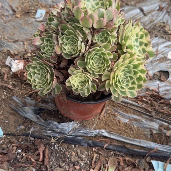 408海王 多肉植物