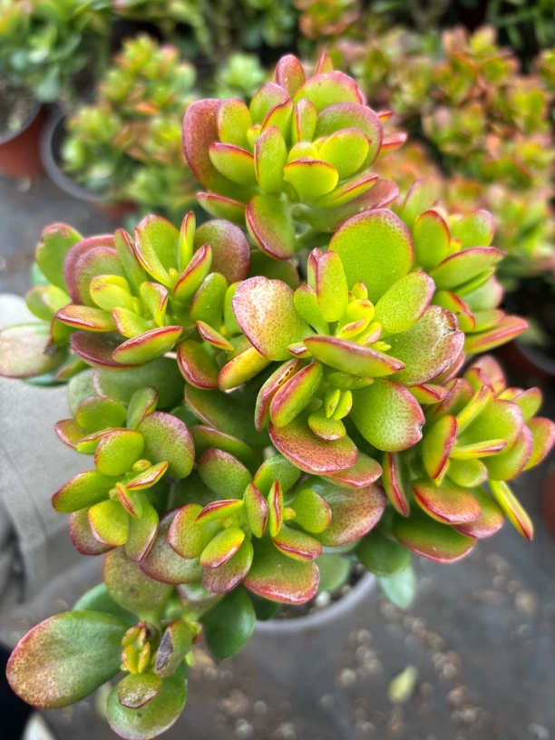姬红花月 多肉植物新手好养