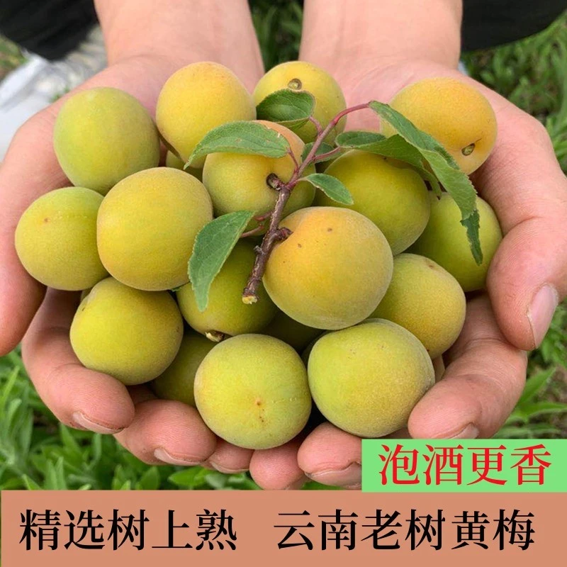 【黄梅1】云南大理高山完熟新鲜黄梅现摘现发可泡梅子酒酵素