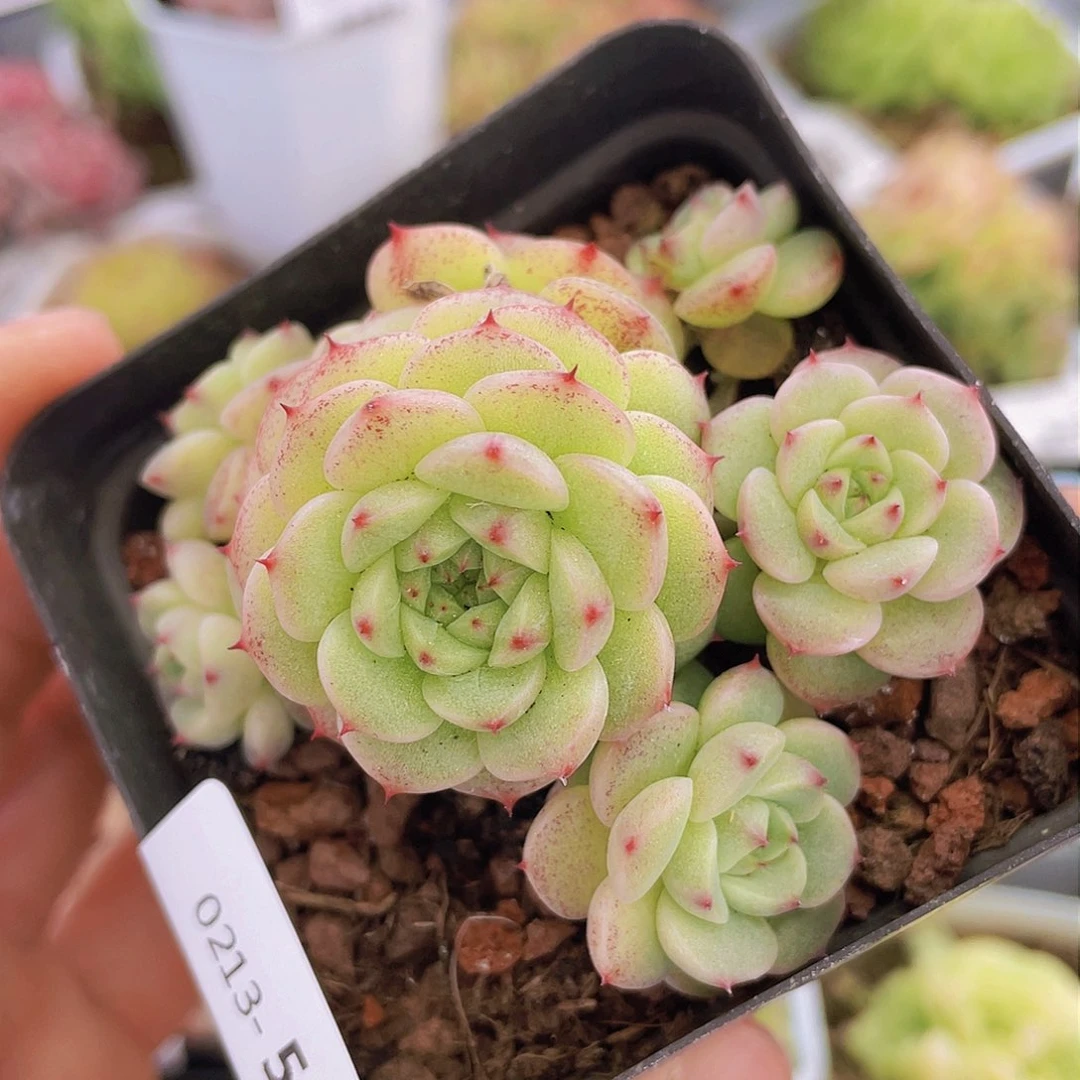 000000000056一物一拍