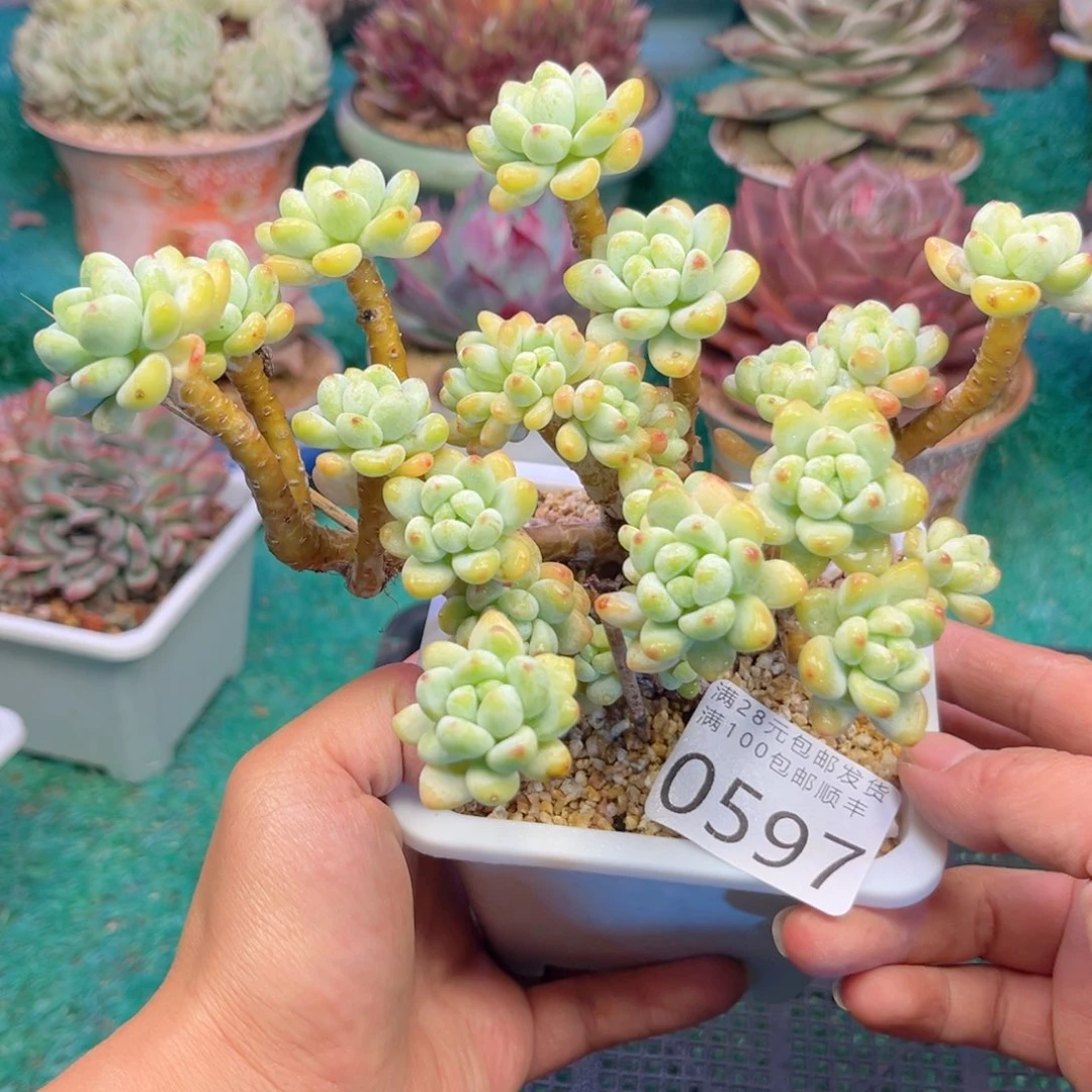 大0597、h c b g h b b b n