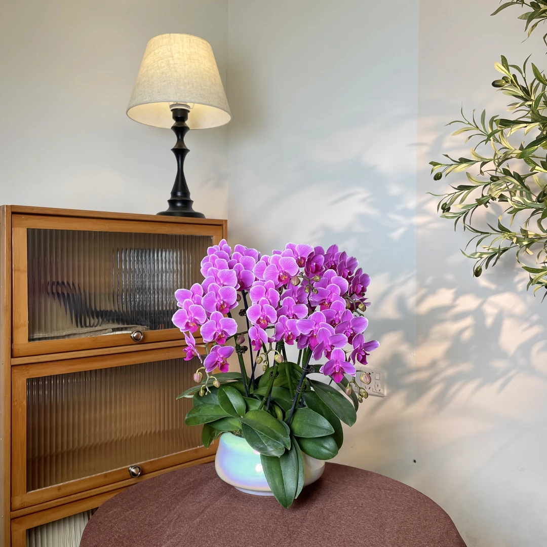 【糖果-蝴蝶兰】轻奢 中式 禅意 绿植盆栽 送礼装饰 年宵花