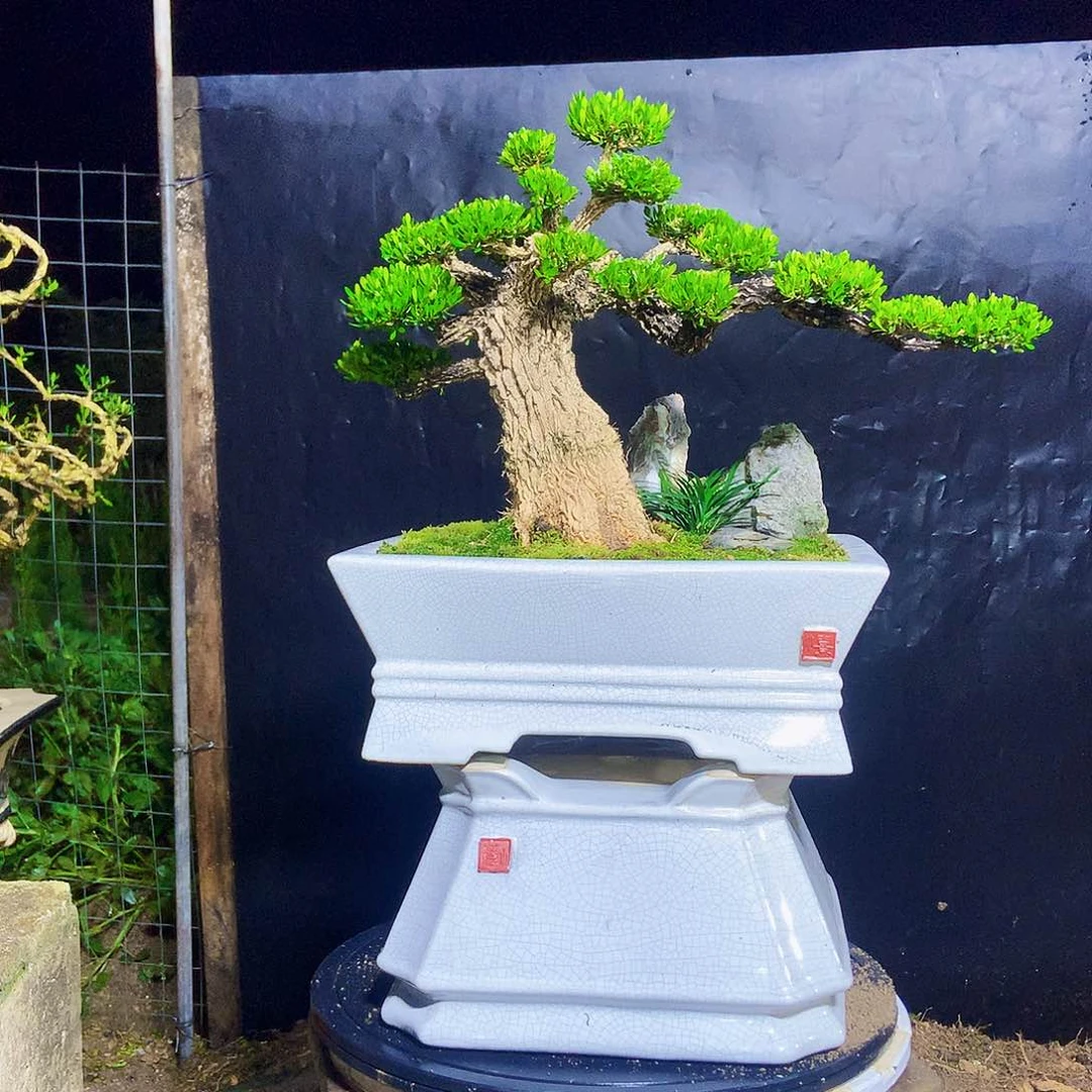 无花朵福黄杨黄杨黄杨黄杨黄杨