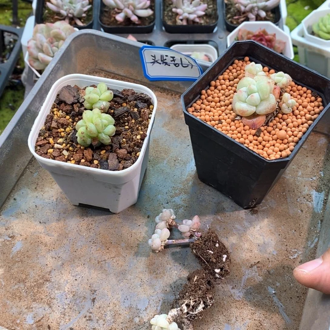 你****！头发乱了四颗多肉